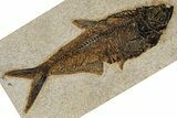 Detailed Fossil Fish (Diplomystus) - Wyoming #382917-1